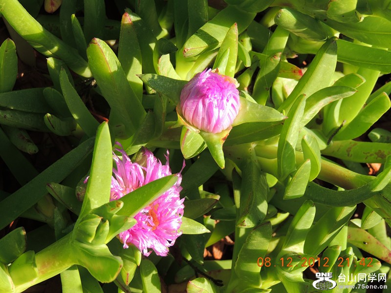 flower 013_.jpg