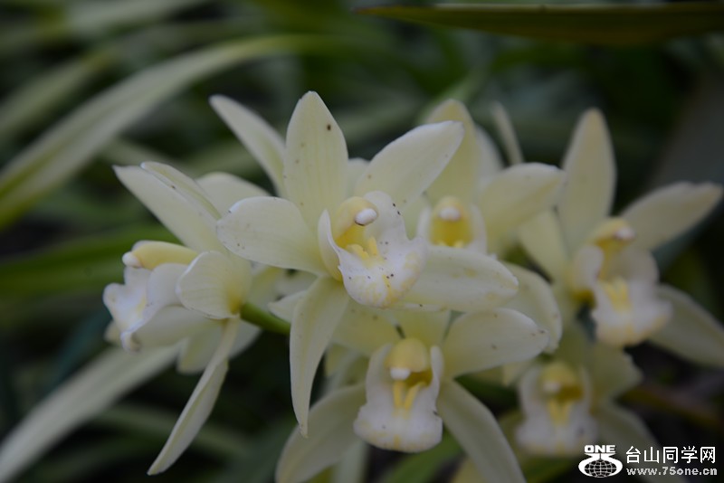 flower 010_.jpg