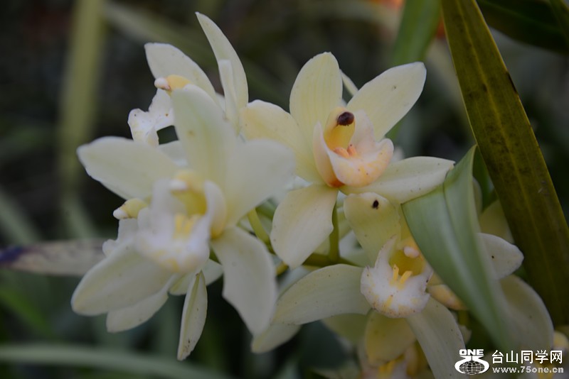 flower 008_.jpg