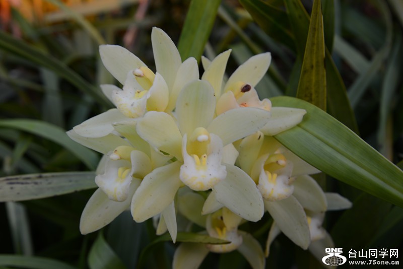 flower 004_.jpg