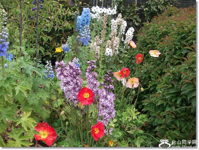 flowers 15-11-2012a 090.jpg