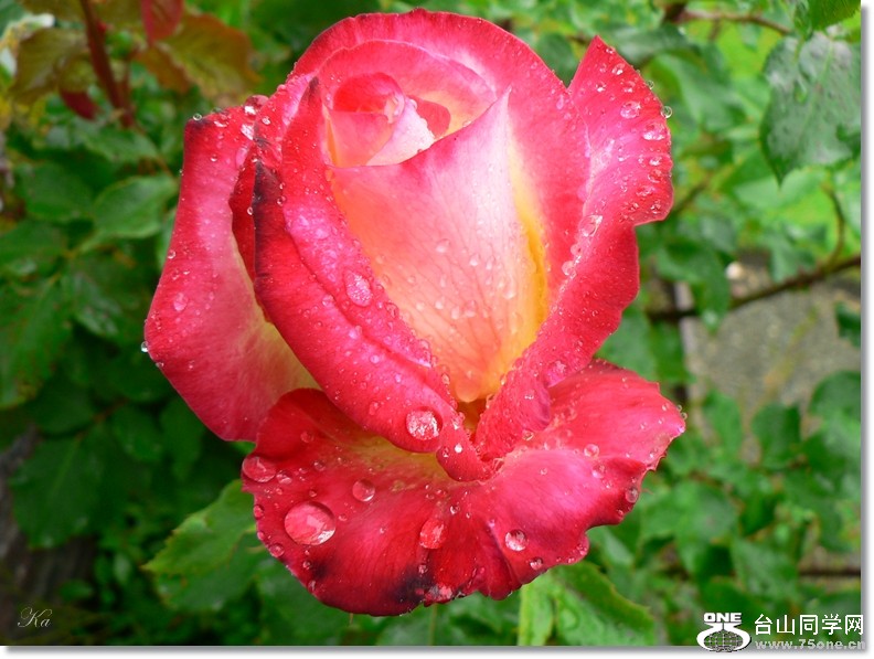 flowers 29-11-2012 208.jpg