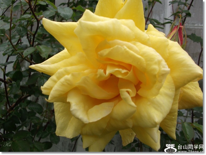 flowers 15-11-2012a 086.jpg