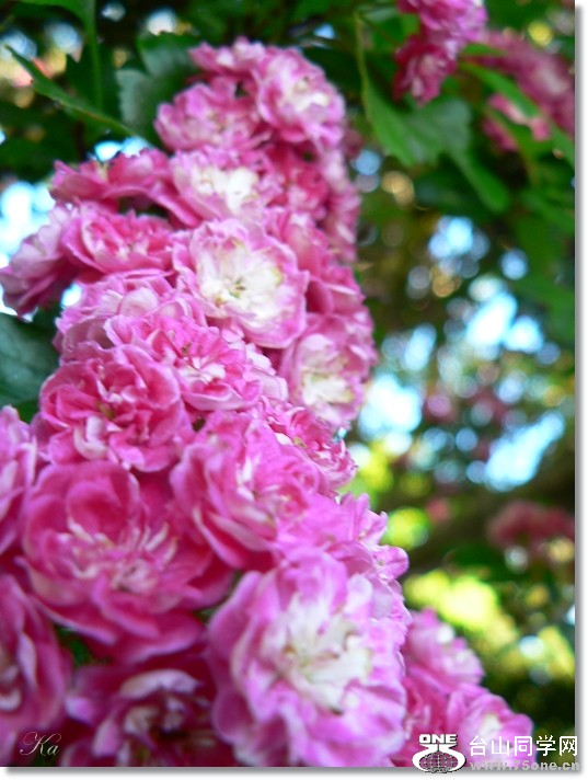 flowers 15-11-2012 121.jpg