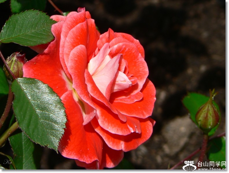 flowers 09-12-2012 045.jpg