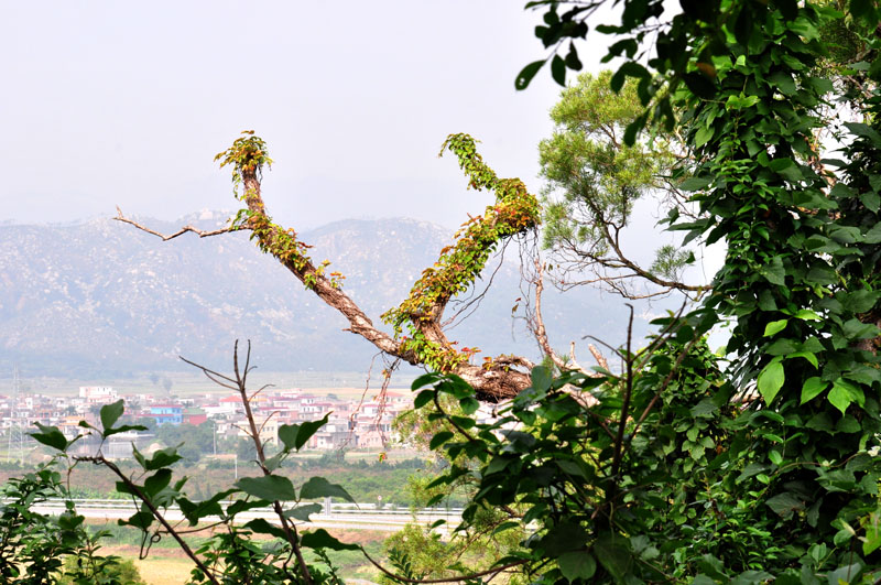 DSC_0090.jpg