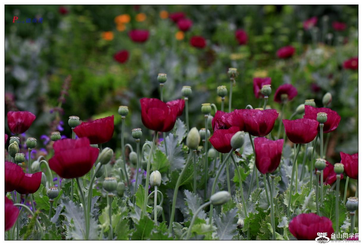 }u -ֻ߽-2 104-a.jpg