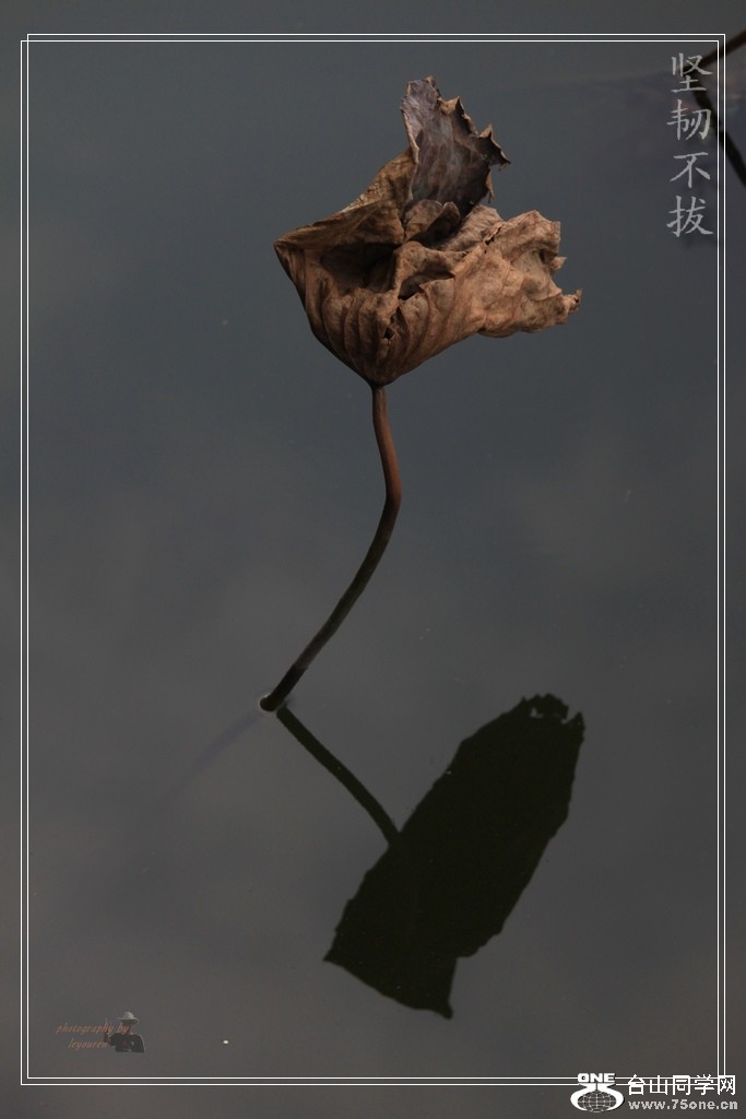 Ƭ 1091.jpg