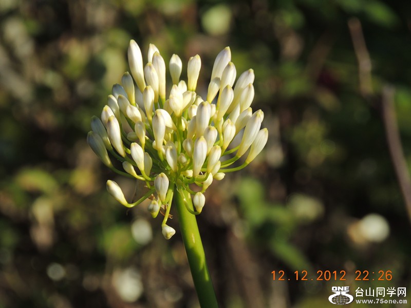 flower 051_.jpg