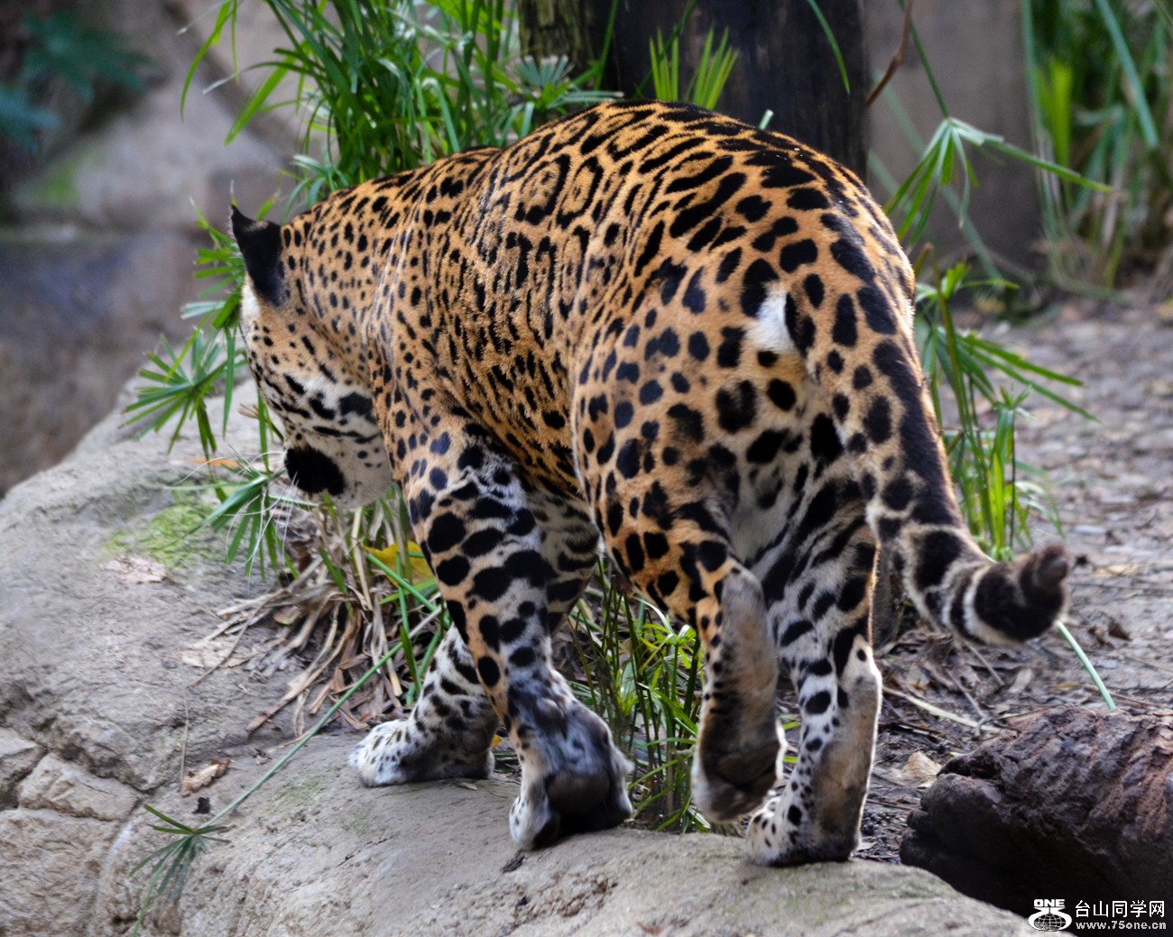 DSC_0386_3.jpg
