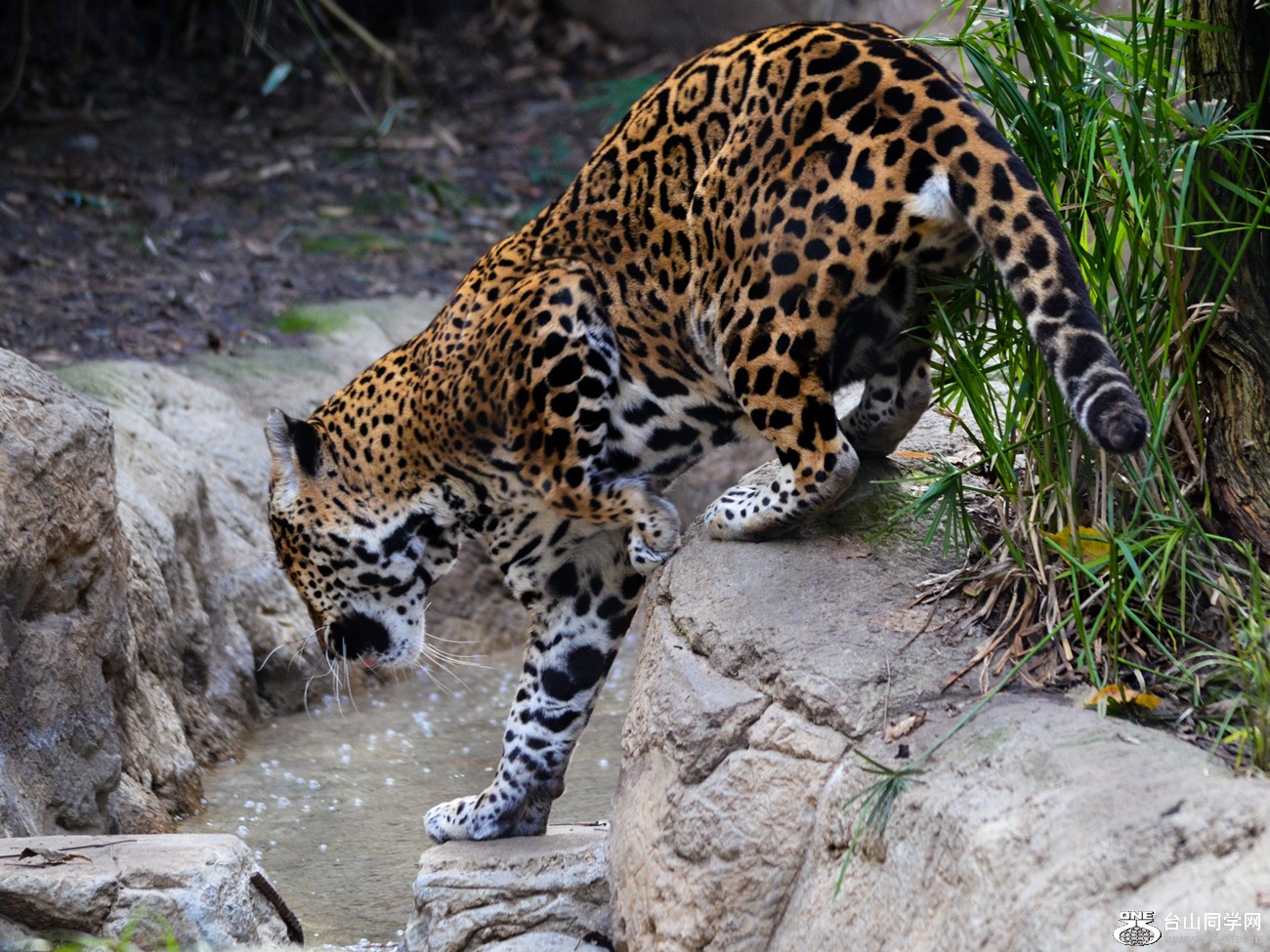 DSC_0388_4.jpg