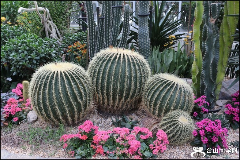 conew_Ƭ 058_conew1.jpg