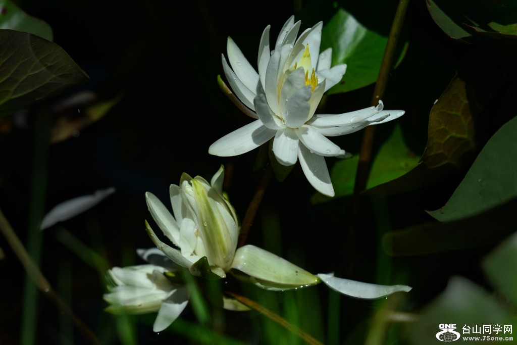 DSC_0157.jpg