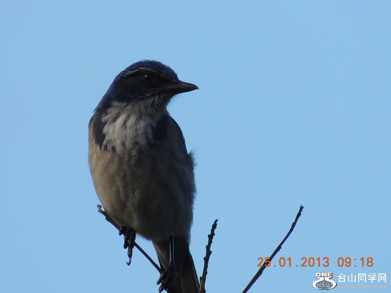 bird 125_.jpg