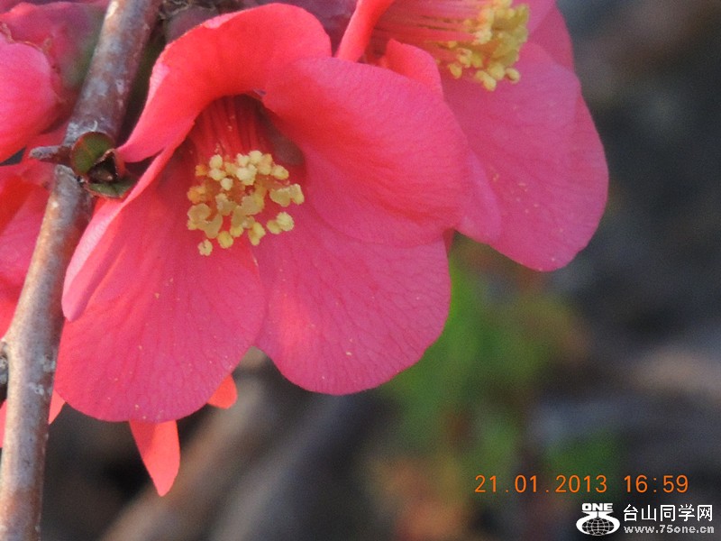 flower 019_.jpg
