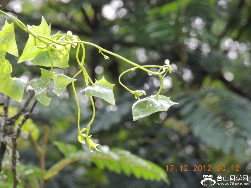 flower 219_.jpg
