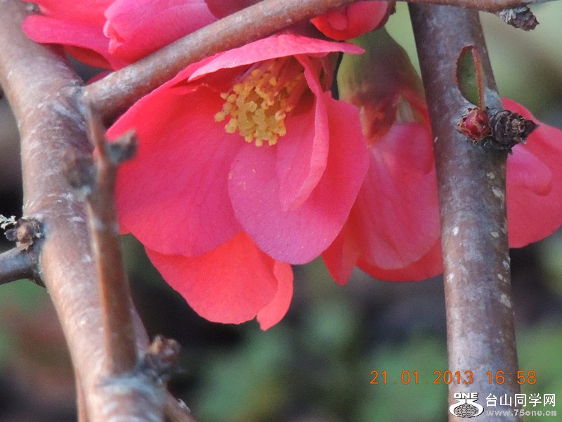 flower 016_.jpg
