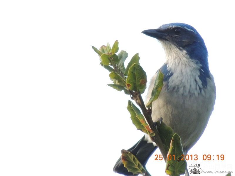 bird 134_.jpg