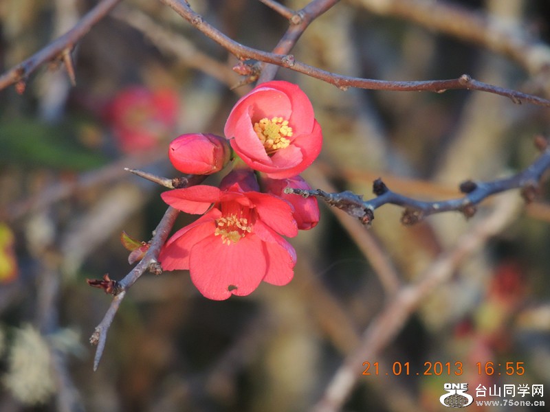 flower 003_.jpg
