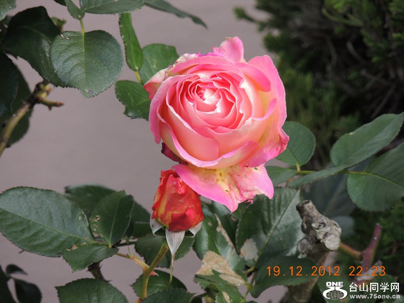 flower 317_.jpg
