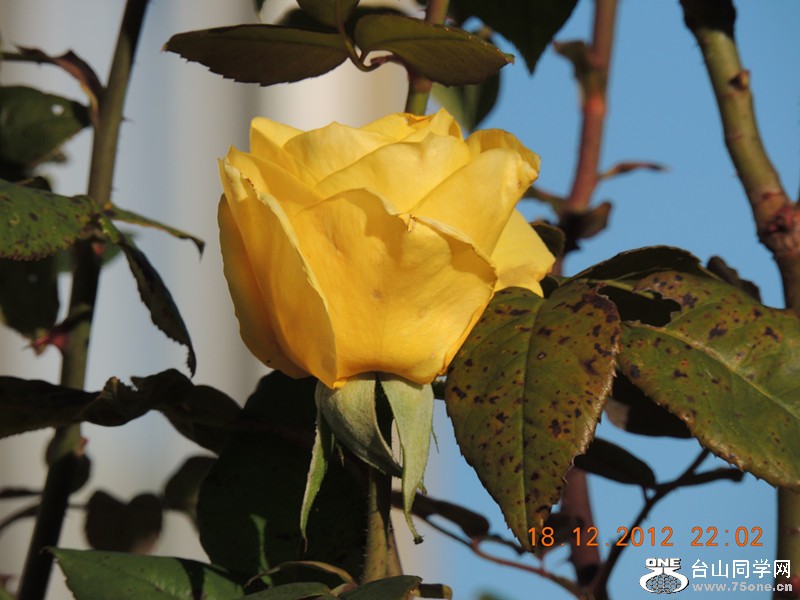flower 245_.jpg