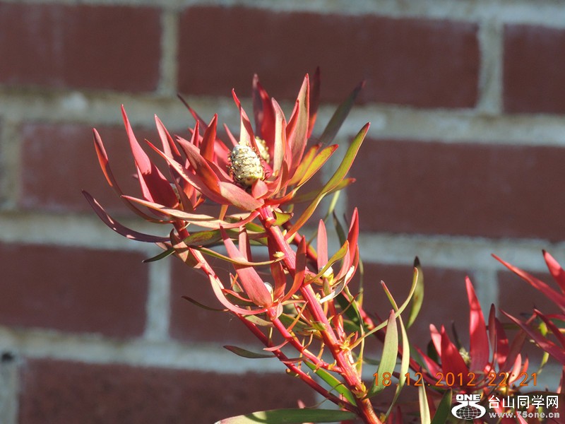 flower 286_.jpg