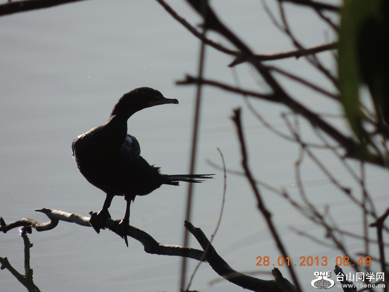 bird 148_.jpg