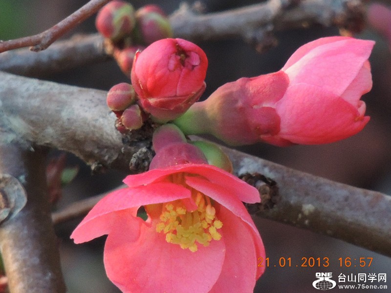 flower 014_.jpg