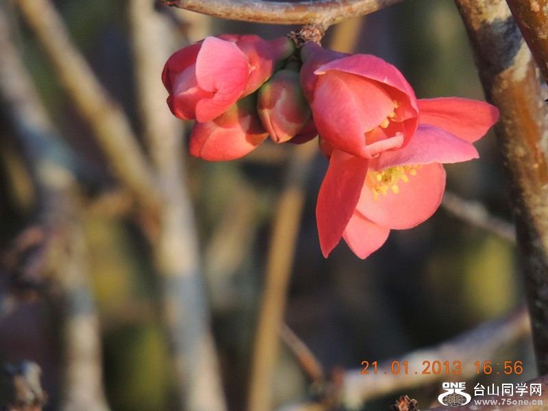 flower 008_.jpg