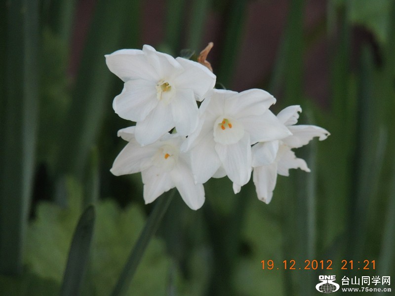 flower 310_.jpg