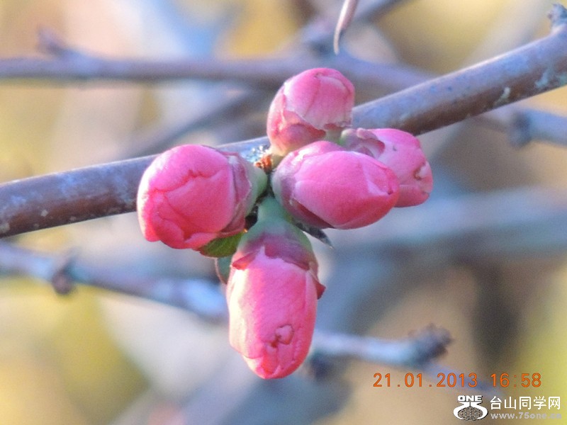 flower 017_.jpg