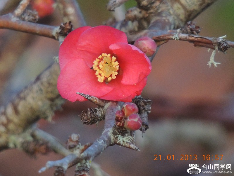 flower 011_.jpg