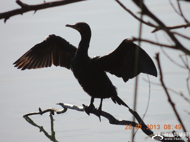 bird 144_.jpg