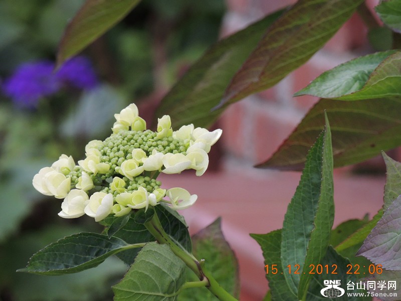 flower 187_.jpg