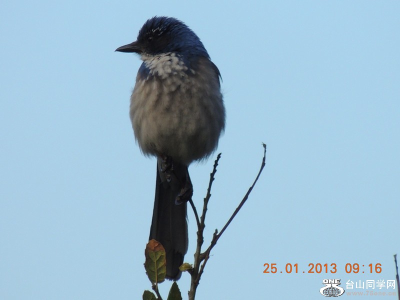 bird 115_.jpg