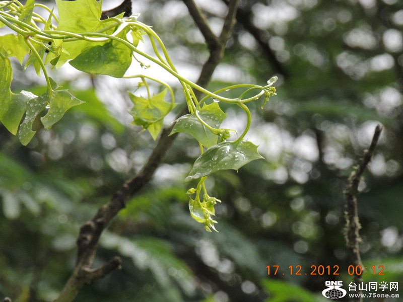 flower 218_.jpg