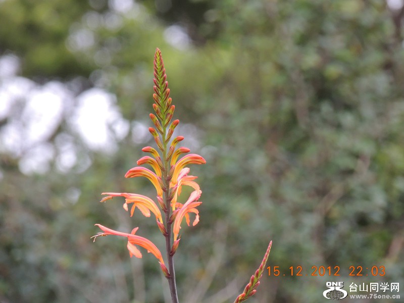 flower 181_.jpg