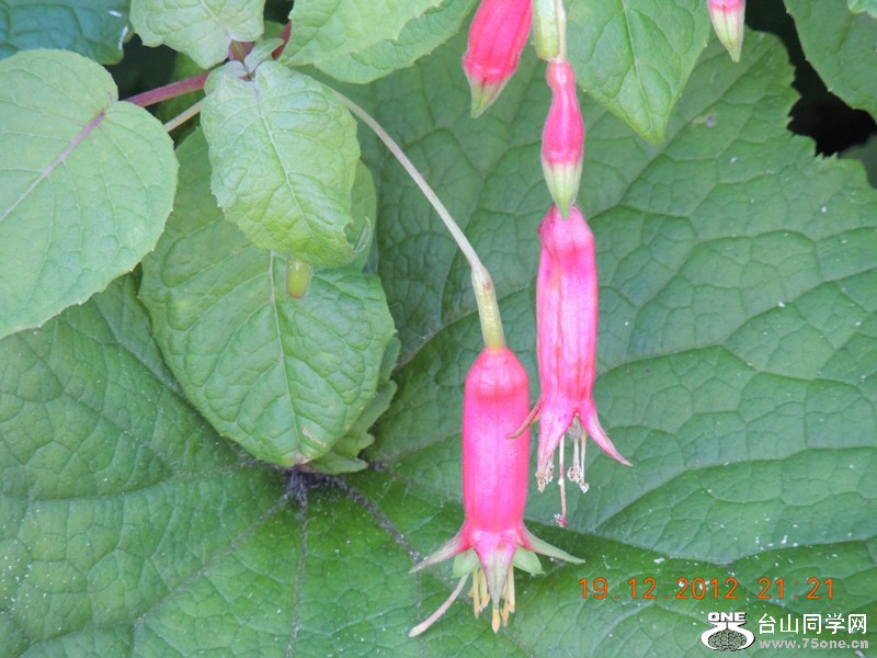 flower 309_.jpg