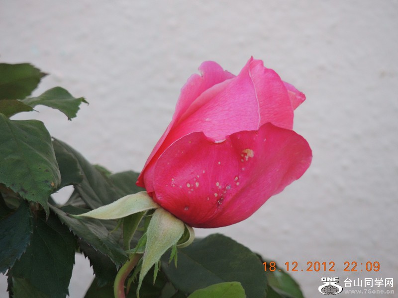 flower 263_.jpg