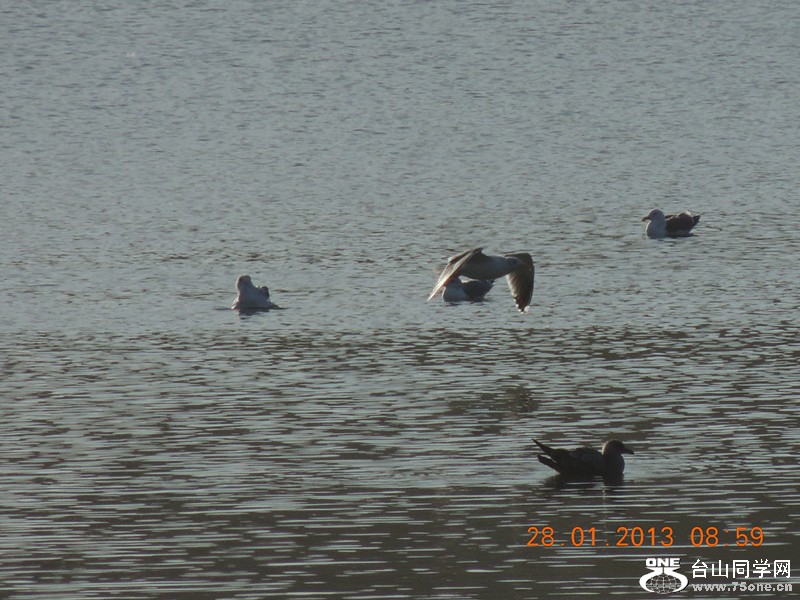 bird 152_.jpg