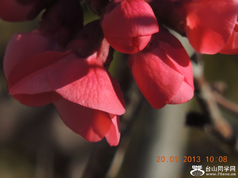 flower 002_.jpg