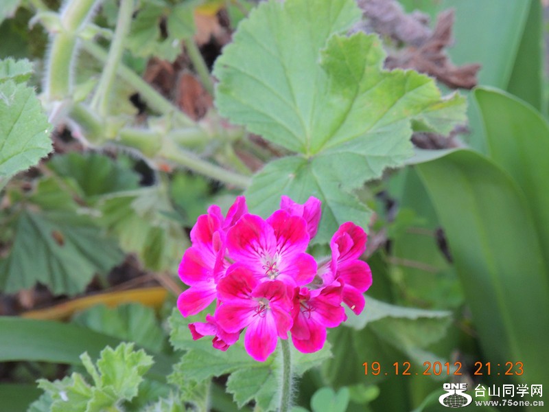 flower 313_.jpg