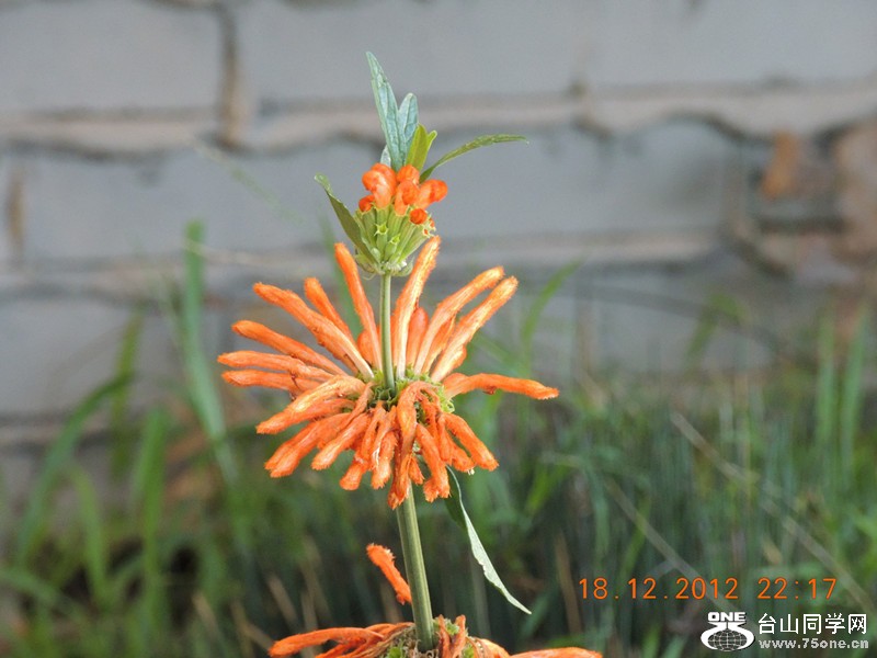 flower 274_.jpg