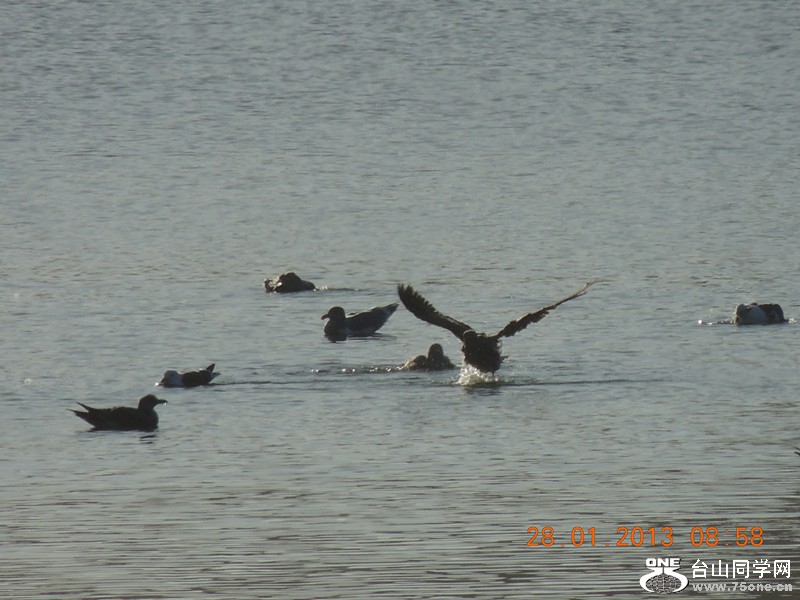 bird 150_.jpg