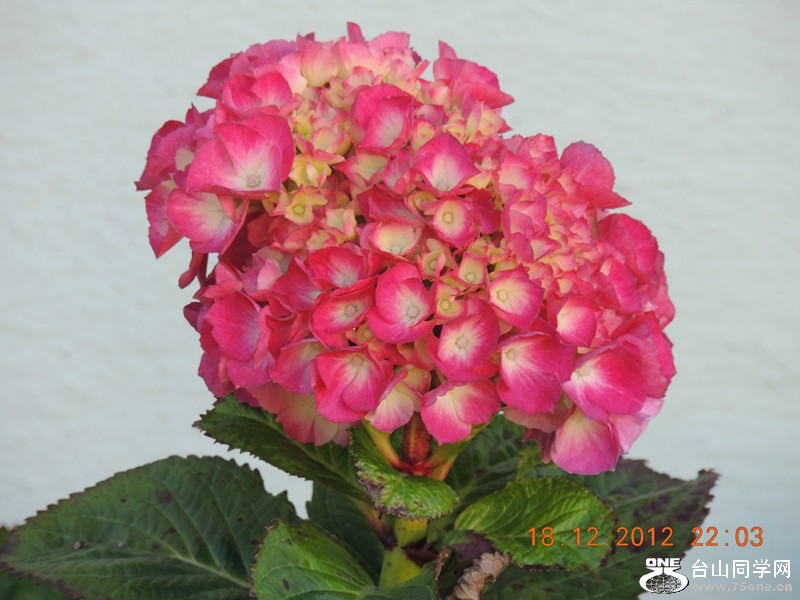 flower 247_.jpg