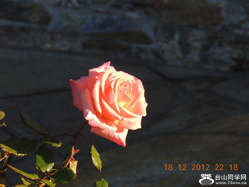 flower 279_.jpg