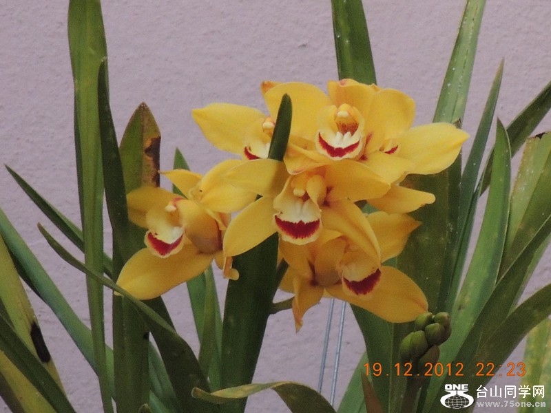 flower 318_.jpg
