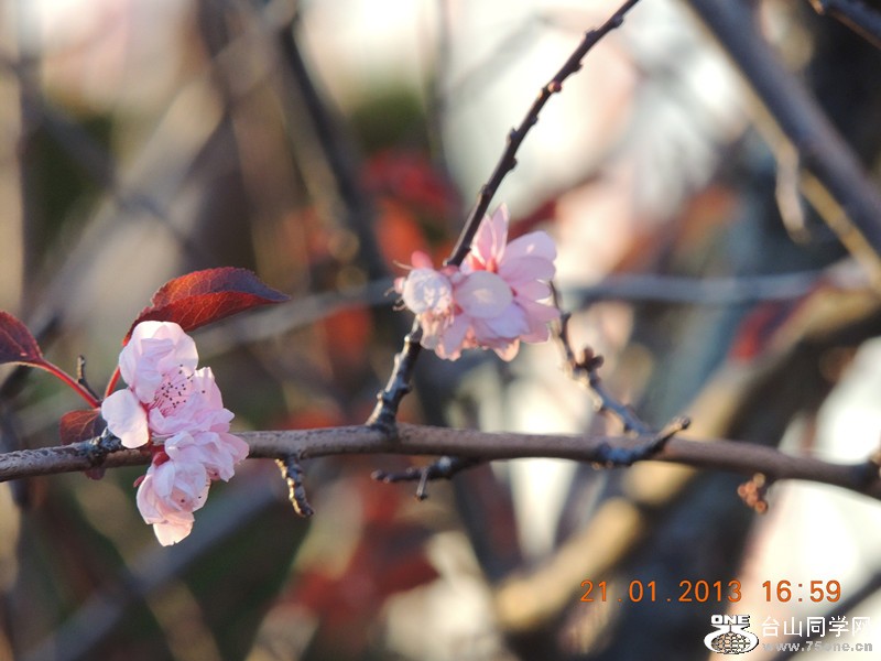 flower 021_.jpg