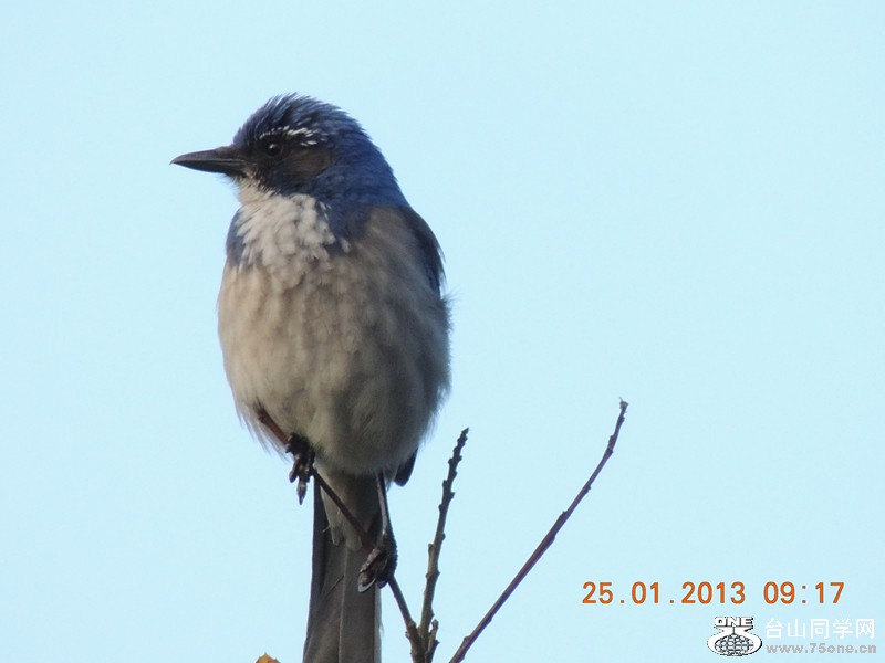 bird 117_.jpg
