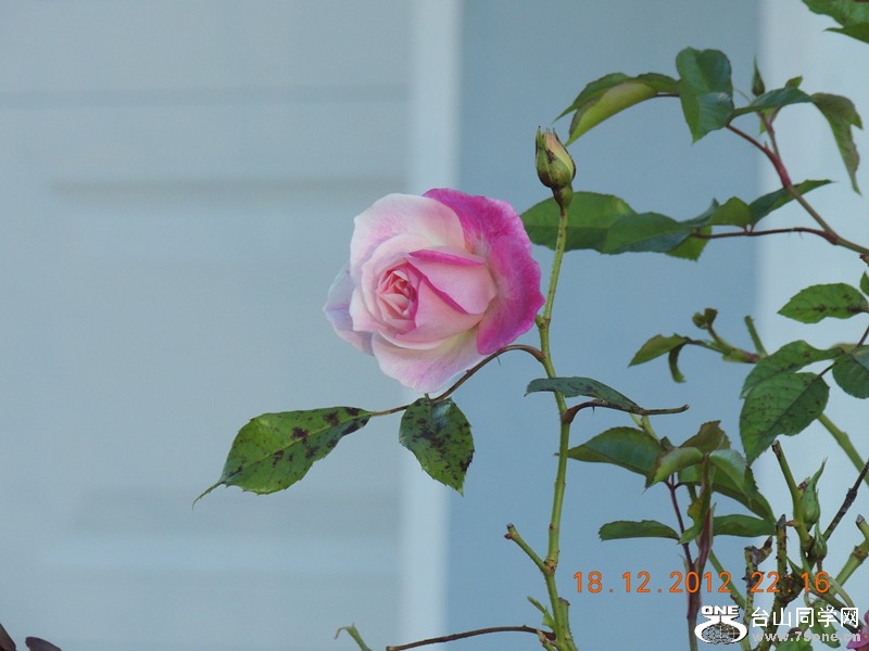 flower 269_.jpg